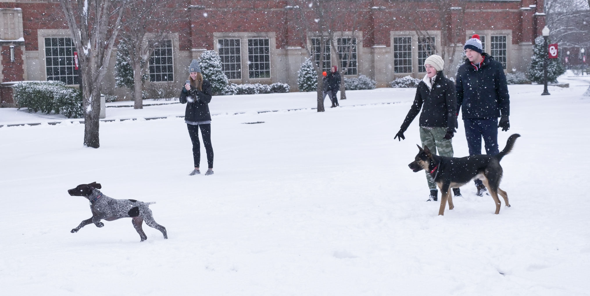 Dogs and students